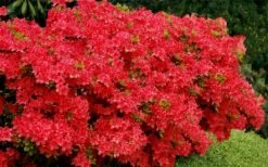 Stewartstonian Azalea - 1 Gallon Pot 17 Stewartstonian Azalea - 1 Gallon Pot -Plant Shop azalea stewartstonian 3