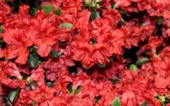 Stewartstonian Azalea - 1 Gallon Pot 19 Stewartstonian Azalea - 1 Gallon Pot -Plant Shop azalea stewartstonian 4