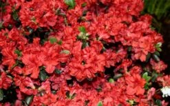 Stewartstonian Azalea - 1 Gallon Pot 18 Stewartstonian Azalea - 1 Gallon Pot -Plant Shop azalea stewartstonian 6