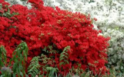 Stewartstonian Azalea - 1 Gallon Pot 15 Stewartstonian Azalea - 1 Gallon Pot -Plant Shop azalea stewartstonian 7