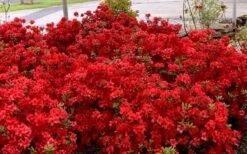 Stewartstonian Azalea - 1 Gallon Pot 16 Stewartstonian Azalea - 1 Gallon Pot -Plant Shop azalea stewartstonian 8