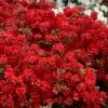 Stewartstonian Azalea - 1 Gallon Pot -Plant Shop azalea stewartstonian 9