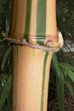 Golden Square Stem Bamboo (Chimonobambusa Quadrangularis 'Suow') - 3 Gallon Pot