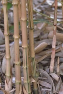 Golden Square Stem Bamboo (Chimonobambusa Quadrangularis 'Suow') - 3 Gallon Pot -Plant Shop bamboo golden square stem 5