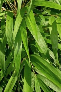 Golden Square Stem Bamboo (Chimonobambusa Quadrangularis 'Suow') - 3 Gallon Pot -Plant Shop bamboo golden square stem 7