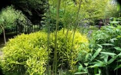 Dwarf Golden Leaf Bamboo - Pleioblastus Viridistriatus 'Chrysophyllus' - 2 Gallon Pot -Plant Shop bamboo green stripe 3 1