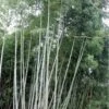Black Stripe Bamboo - Phyllostachys Nigra Megurochiku - 3 Gallon Pot 2 Black Stripe Bamboo - Phyllostachys Nigra Megurochiku - 3 Gallon Pot -Plant Shop bamboo megurochiku10