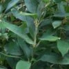 Ruscus Bamboo (Shibataea Kumasaca) - 1 Gallon Pot -Plant Shop bamboo ruscus 20