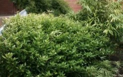 Ruscus Bamboo (Shibataea Kumasaca) - 1 Gallon Pot -Plant Shop bamboo ruscus 21