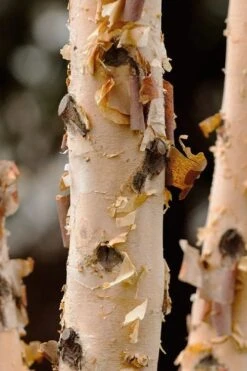 DuraHeat River Birch (Betula Nigra) - 3 Gallon Pot -Plant Shop betula nigra dura heat river birch bark