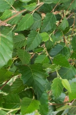 DuraHeat River Birch (Betula Nigra) - 3 Gallon Pot -Plant Shop betula nigra dura heat river birch leaves 1