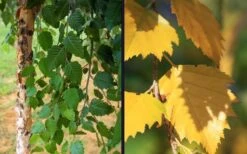 DuraHeat River Birch (Betula Nigra) - 3 Gallon Pot -Plant Shop betula nigra dura heat river birch leaves 4