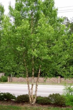 DuraHeat River Birch (Betula Nigra) - 3 Gallon Pot -Plant Shop betula nigra dura heat river birch tree 2