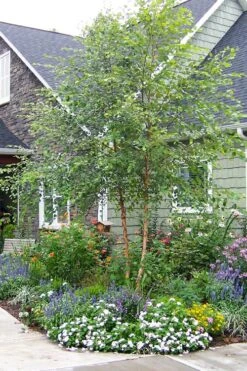 DuraHeat River Birch (Betula Nigra) - 3 Gallon Pot -Plant Shop betula nigra dura heat river birch tree 3