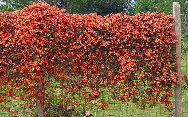 Tangerine Beauty Crossvine Bignonia - 3 Gallon Pot 10 Tangerine Beauty Crossvine Bignonia - 3 Gallon Pot - Image 8