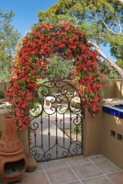 Tangerine Beauty Crossvine Bignonia - 3 Gallon Pot 17 Tangerine Beauty Crossvine Bignonia - 3 Gallon Pot -Plant Shop bignonia capreolata tangerine beauty crossvine 110