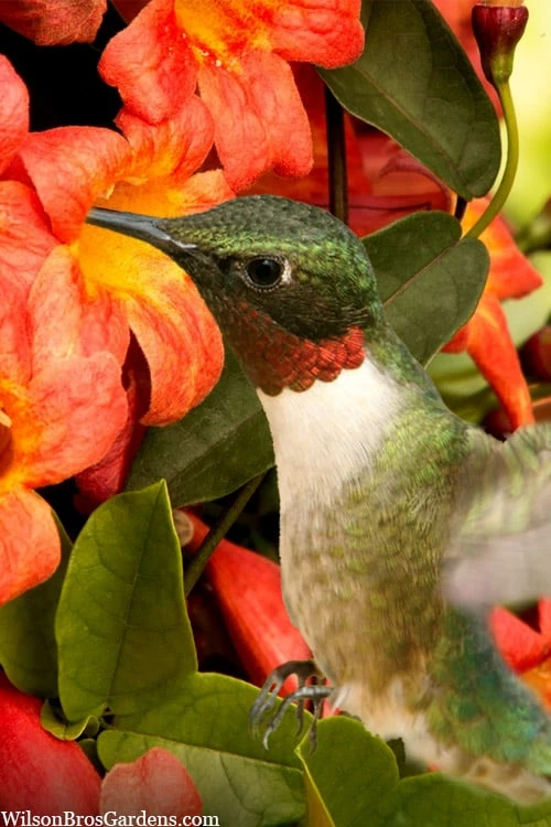 Tangerine Beauty Crossvine Bignonia - 3 Gallon Pot 7 Tangerine Beauty Crossvine Bignonia - 3 Gallon Pot - Image 5