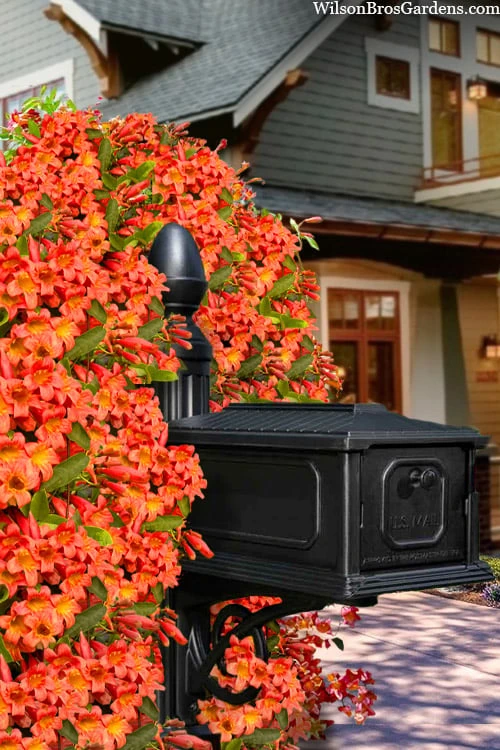 Tangerine Beauty Crossvine Bignonia - 3 Gallon Pot 3 Tangerine Beauty Crossvine Bignonia - 3 Gallon Pot