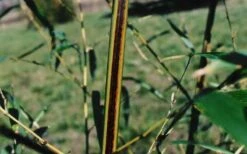 Black Stripe Bamboo - Phyllostachys Nigra Megurochiku - 3 Gallon Pot -Plant Shop black stripe bamboo phyllostachys nigra megurochiku