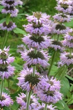 Downy Pagoda Plant (Blephilia Ciliata) - 1 Gallon Pot -Plant Shop blephilia ciliata downy pagoda wood mint 4