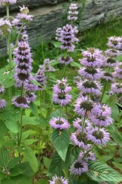 Downy Pagoda Plant (Blephilia Ciliata) - 1 Gallon Pot -Plant Shop blephilia ciliata downy pagoda wood mint 5