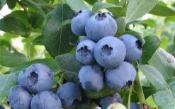 Alapaha Rabbiteye Blueberry - 1 Gallon Pot -Plant Shop blueberry alapaha 1