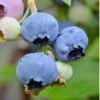 Alapaha Rabbiteye Blueberry - 3 Gallon Pot 1 Alapaha Rabbiteye Blueberry - 3 Gallon Pot -Plant Shop blueberry alapaha 3