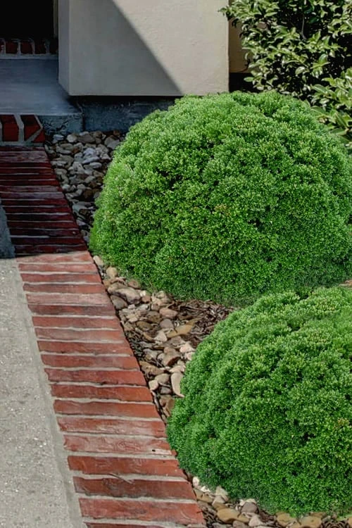 Justin Brouwers Dwarf Boxwood - 6 Pack Of 1 Gallon Pots 3 Justin Brouwers Dwarf Boxwood - 6 Pack Of 1 Gallon Pots