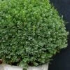 Korean Dwarf Boxwood - Buxus Sinica Var. Insularis 'Nana' - 1 Gallon Pot -Plant Shop boxwood korean dwarf insularis nana 5 1