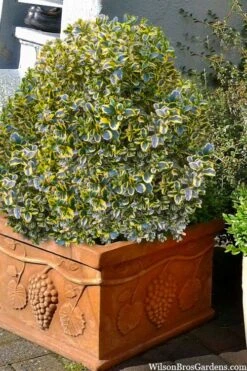 Sunburst Variegated Korean Boxwood - 1 Gallon Pot -Plant Shop boxwood sunburst golden 11