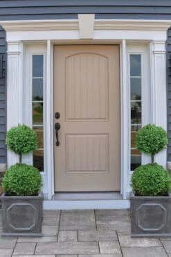 Common Boxwood 2-Ball Poodle Tier Topiary (Buxus Sempervirens) - 3 Gallon Pot (Short) -Plant Shop boxwood two ball poodle tier 2