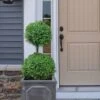 Common Boxwood 2-Ball Poodle Tier Topiary (Buxus Sempervirens) - 3 Gallon Pot (Short) -Plant Shop boxwood two ball poodle tier 3