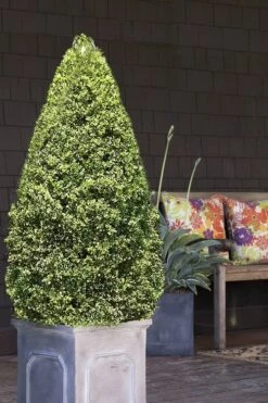 Variegated Boxwood (Buxus Sempervirens 'Aureovariegata') - 2 Gallon Pot -Plant Shop boxwood variegated cone 2 1