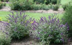 Lo & Behold Blue Chip Junior Butterfly Bush - 5 Pack Of Quart Pots -Plant Shop buddleia blue chip junior butterfly bush 2