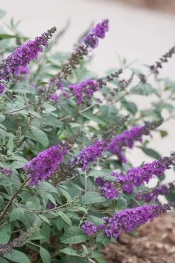 Lo & Behold Blue Chip Junior Butterfly Bush - 5 Pack Of Quart Pots -Plant Shop buddleia blue chip junior butterfly bush 4