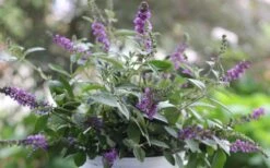 Lo & Behold Blue Chip Junior Butterfly Bush - 5 Pack Of Quart Pots -Plant Shop buddleia blue chip junior butterfly bush 6