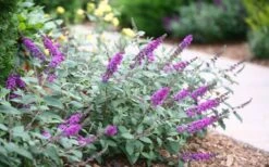 Lo & Behold Blue Chip Junior Butterfly Bush - 3 Gallon Pot -Plant Shop buddleia blue chip junior butterfly bush 7 1