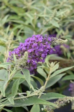 Lo & Behold Blue Chip Junior Butterfly Bush - 5 Pack Of Quart Pots -Plant Shop buddleia blue chip junior butterfly bush 8