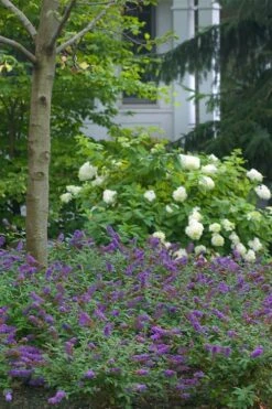 Lo & Behold Blue Chip Junior Butterfly Bush - 5 Pack Of Quart Pots -Plant Shop buddleia blue chip junior butterfly bush 9