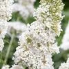 White Profusion Butterfly Bush - 1 Gallon Pot