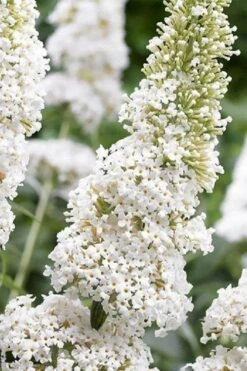 White Profusion Butterfly Bush - 1 Gallon Pot