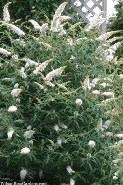 White Profusion Butterfly Bush - 1 Gallon Pot -Plant Shop buddleia davidii white profusion butterfly bush 3