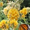 Honeycomb Yellow Butterfly Bush - Quart Pot -Plant Shop buddleia weyeriana honeycomb yellow butterfly bush 101