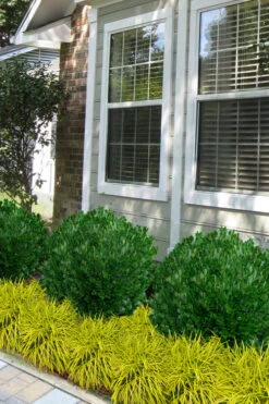 Richard Boxwood (Buxus Harlandii) - 3 Gallon Pot 12 Richard Boxwood (Buxus Harlandii) - 3 Gallon Pot -Plant Shop buxus harlandii richard dwarf boxwood 5