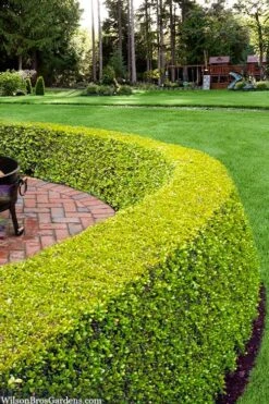 Golden Triumph Variegated Dwarf Boxwood - 1 Gallon Pot 11 Golden Triumph Variegated Dwarf Boxwood - 1 Gallon Pot -Plant Shop buxus microphylla golden triumph boxwood hedge 2