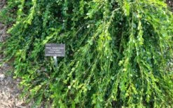 Unraveled Weeping Boxwood - 3 Gallon Pot 15 Unraveled Weeping Boxwood - 3 Gallon Pot -Plant Shop buxus microphylla japonica unraveled boxwood 4