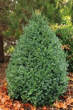 John Baldwin Pyramidal Boxwood - 3 Gallon Pot -Plant Shop buxus microphylla john baldwin boxwood 6 1