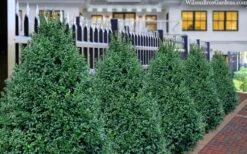 John Baldwin Boxwood - 1 Gallon Pot -Plant Shop buxus microphylla john baldwin boxwood 8