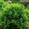Little Missy Dwarf Boxwood - 1 Gallon Pot -Plant Shop buxus microphylla little missy dwarf boxwood 1 1