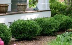 Little Missy Dwarf Boxwood - 1 Gallon Pot -Plant Shop buxus microphylla little missy dwarf boxwood 5 1